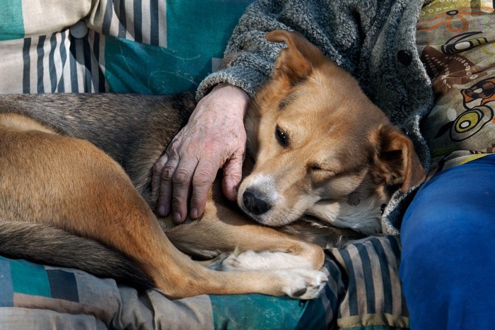 高齢犬