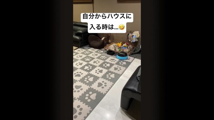 自分からゲージに入ってくれるナナちゃん