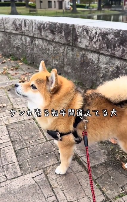 威嚇するあずきちゃん