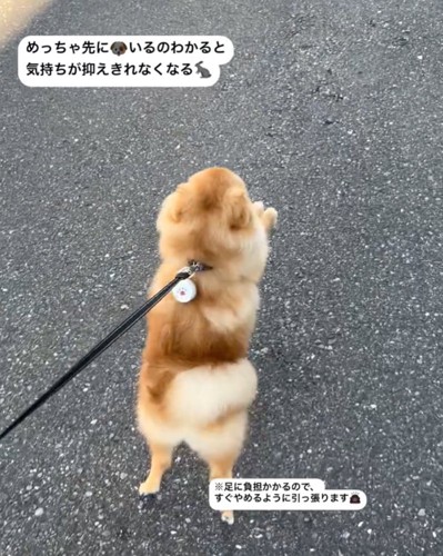 興奮する散歩中の犬