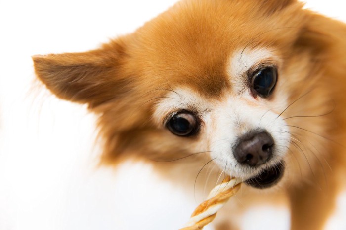 おやつを食べる犬