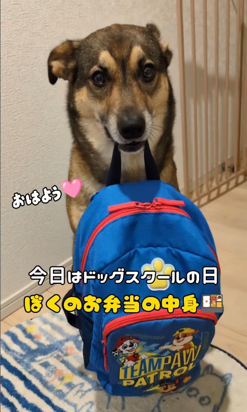 ドッグスクールに行くまる君