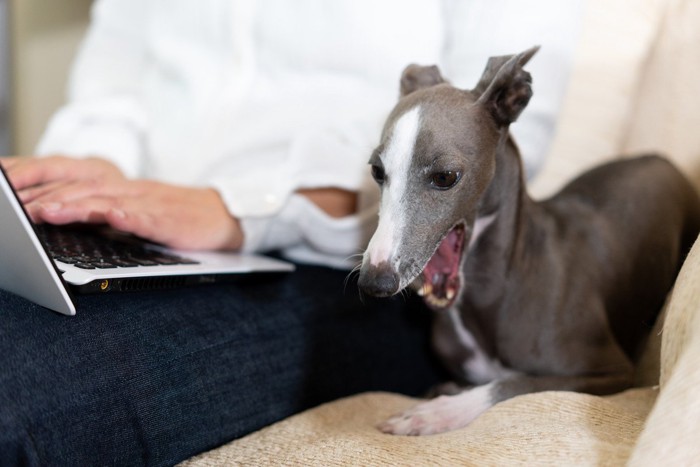 働く飼い主とあくびをする犬