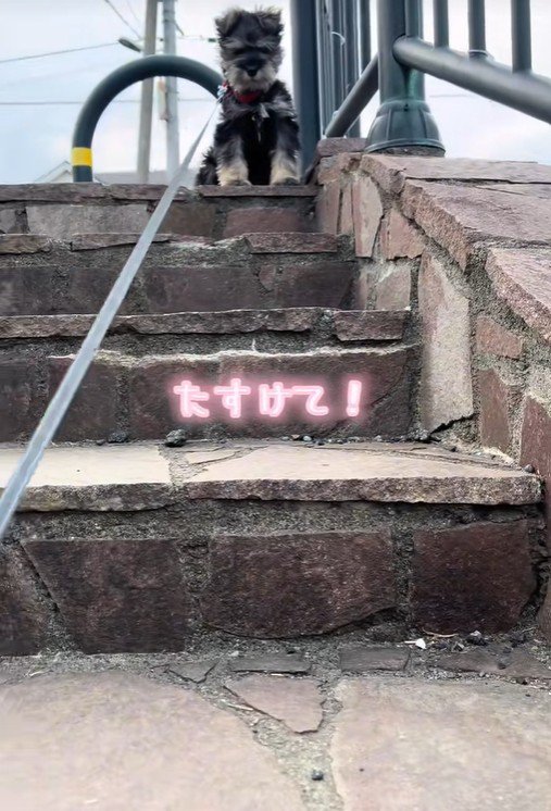 「無理！怖くて下りられない…」