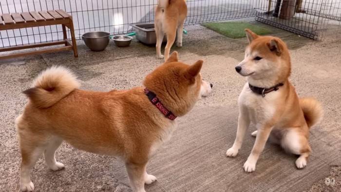 圧をかけるみかんママ