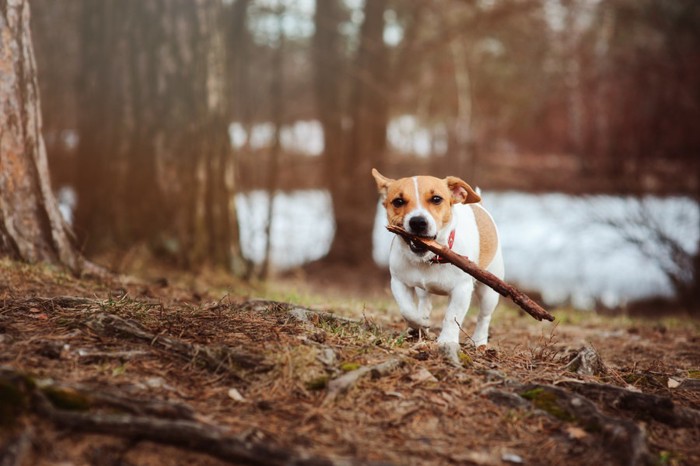 枝をくわえて走る犬