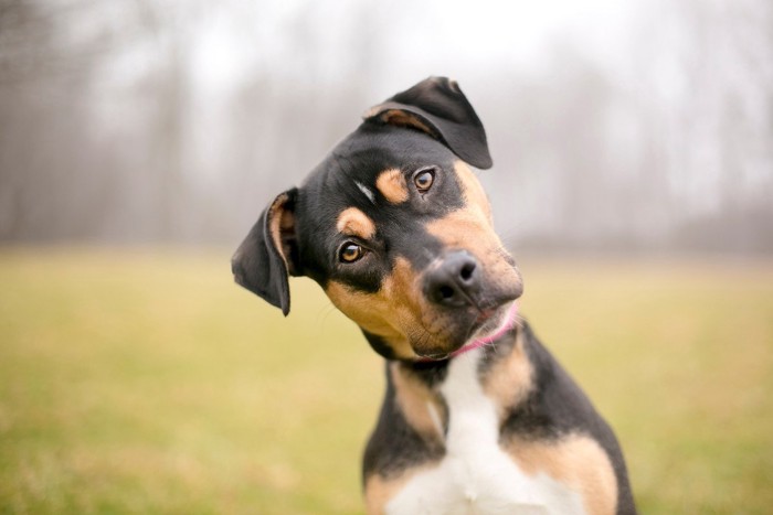 首をかしげる垂れ耳の犬