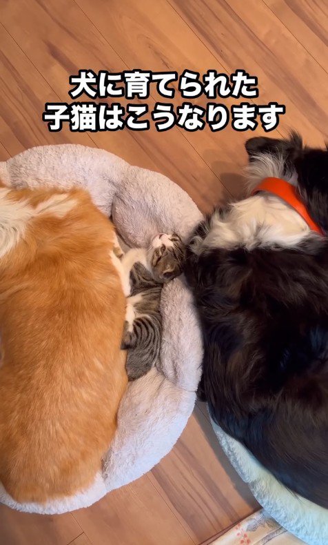 まるで親子が川の字で寝ているよう♪