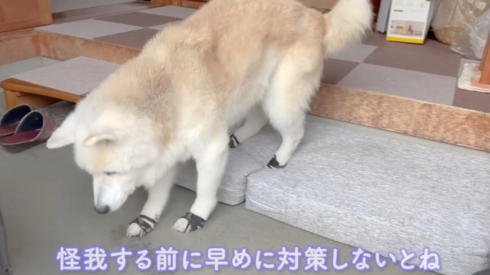 玄関に敷かれたマットの上に足を乗せる老犬