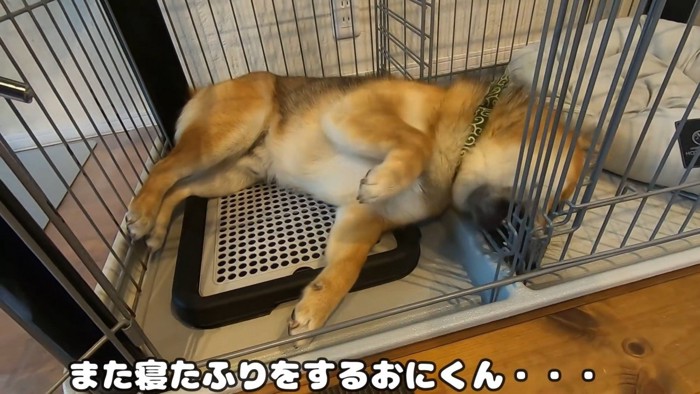 おにぎりくんの散歩拒否7