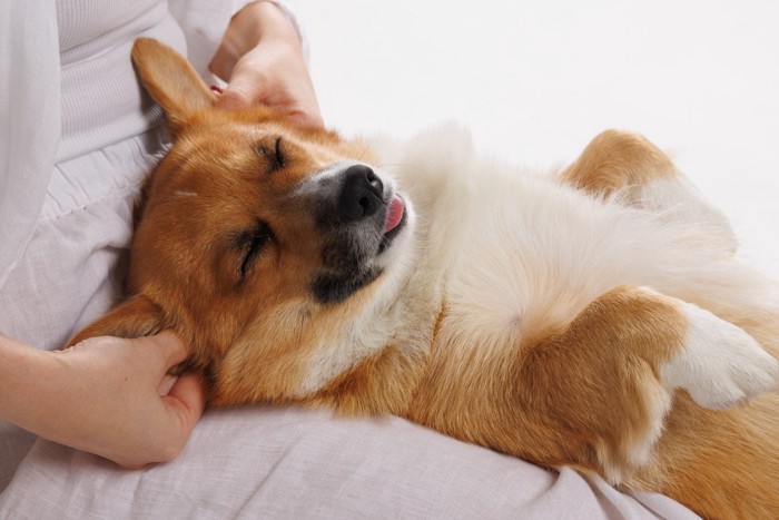仰向けでうっとりする犬