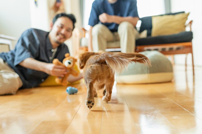 フローリングを走る犬の後ろ姿