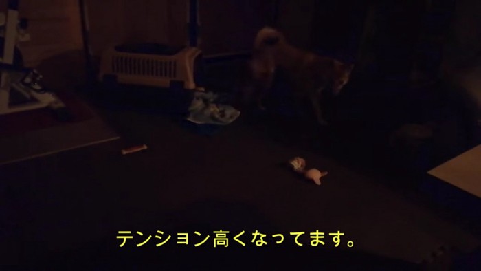 なんだか楽しそう♪