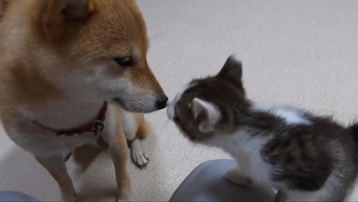 ヤトちゃんに鼻キスするトワくん