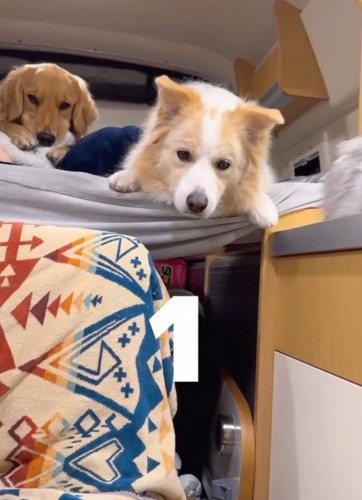 見守る犬