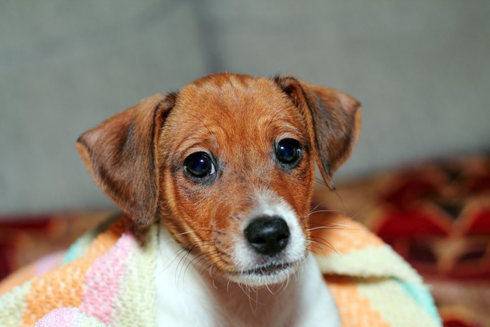 毛布にくるまる子犬