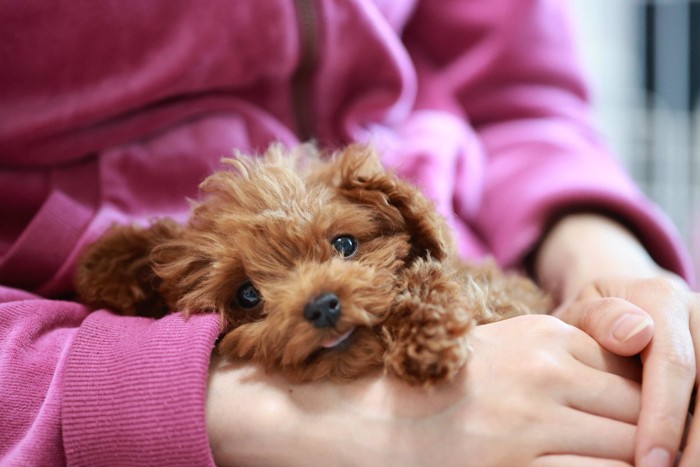 飼い主に抱えられている犬