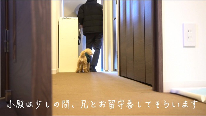 玄関を出て行く飼い主の後ろ姿を見つめる犬