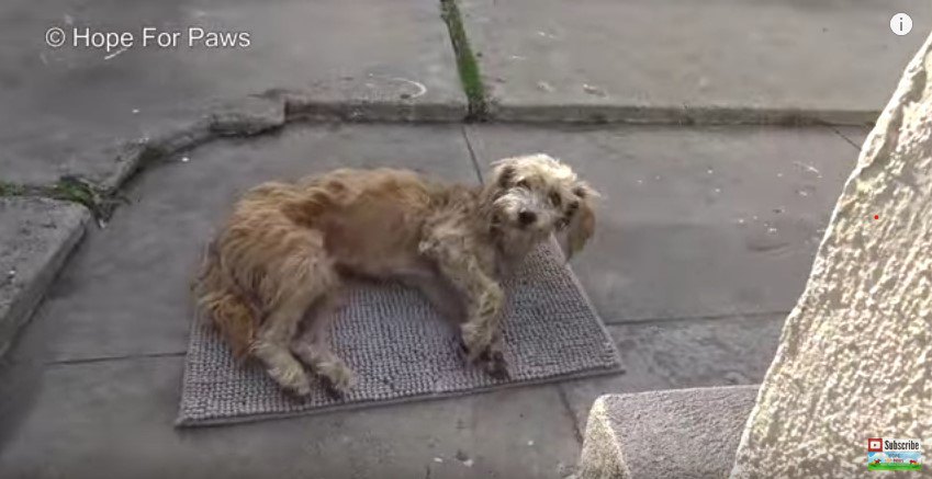 横たわる犬