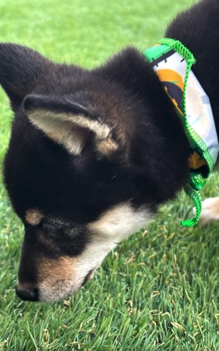 匂いを嗅ぐかぜちよくん