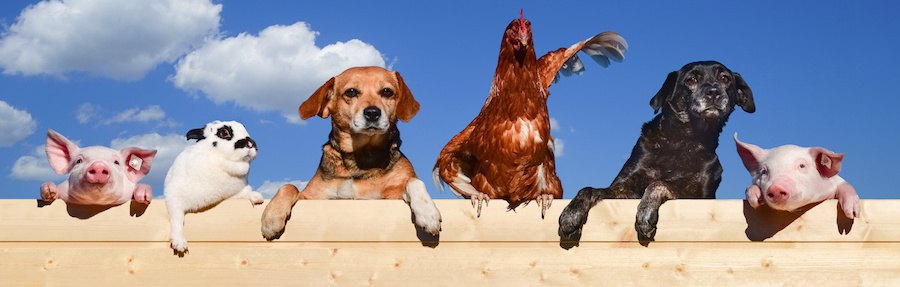 横に並んだ犬とブタとニワトリとうさぎ