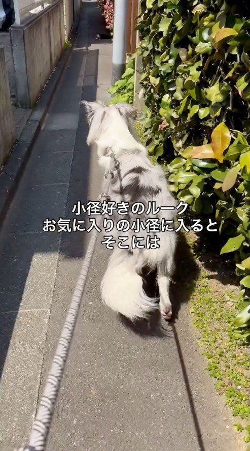 猫に近づいていく犬