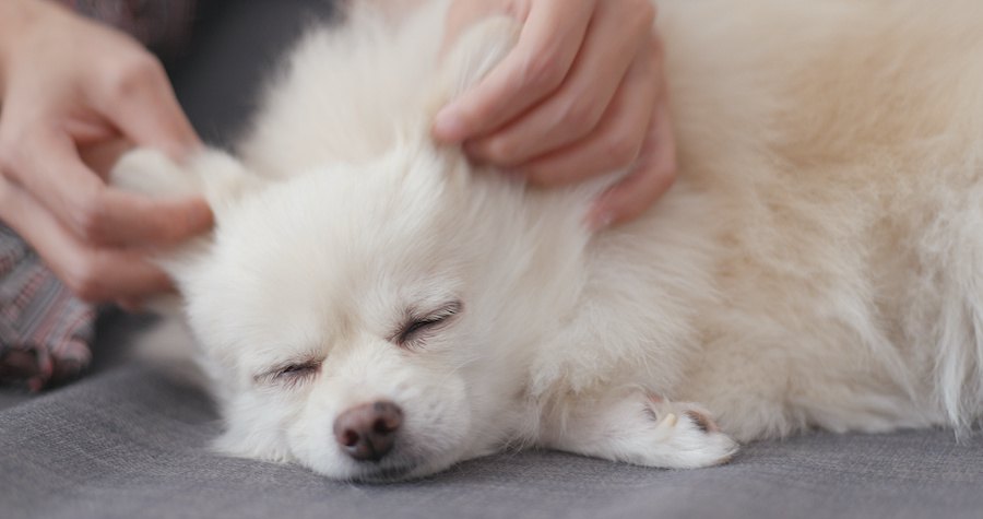 飼い主に耳をマッサージしてもらっている犬