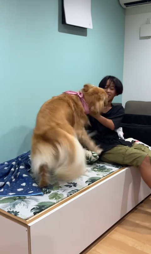 お兄ちゃんに甘える大型犬