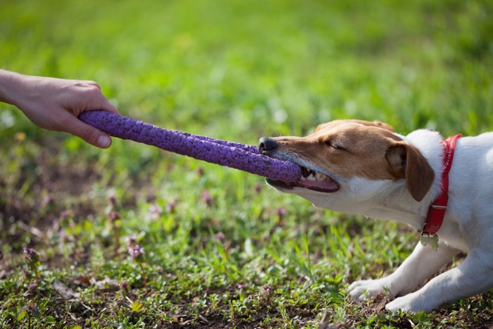 おもちゃを引っ張る犬