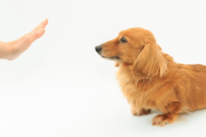 マテをしている犬