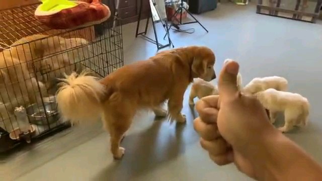 犬達にサムズアップ