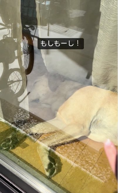 眠る犬_もしもーし！