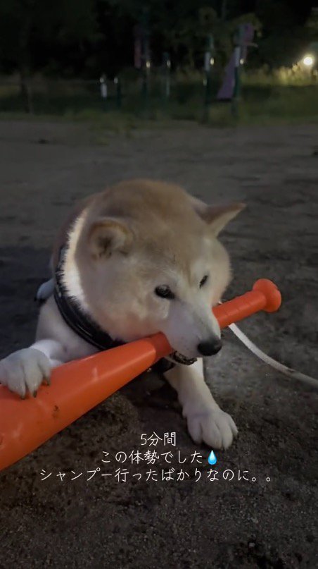 バットを咥えて地面に伏せる犬