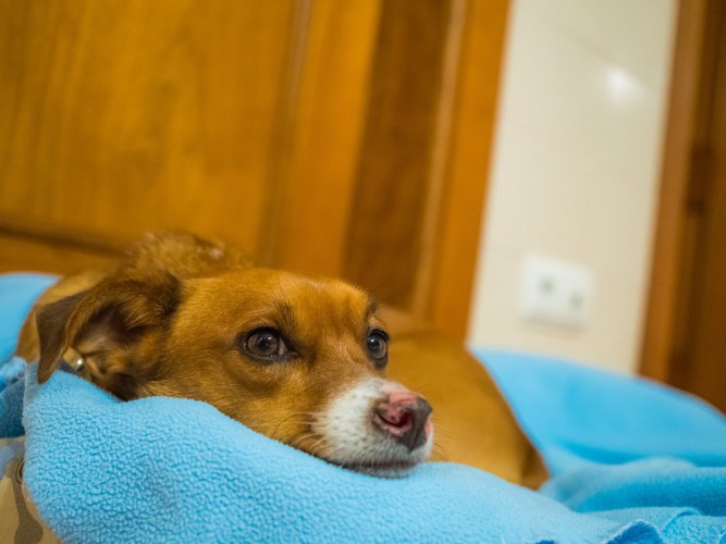 カーペットにあごを乗せて見つめる犬