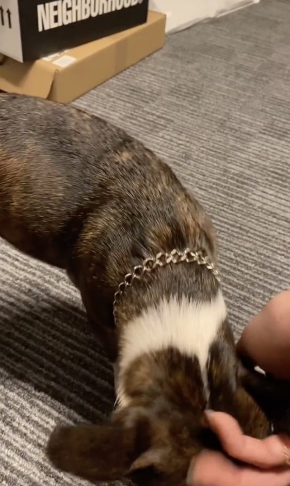 犬心は繊細…