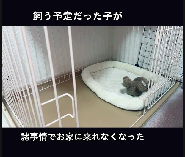 子犬が来るはずだったのに…