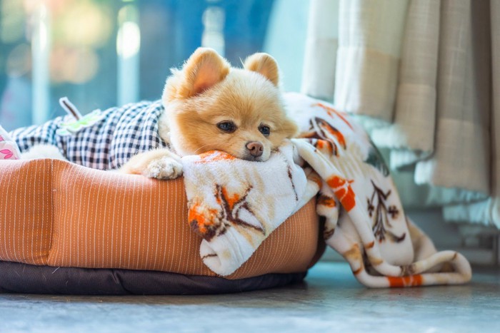 ベッドのふちに手と顎を乗せる犬