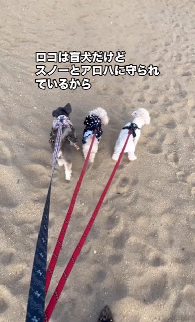 3頭並んで歩く小型犬