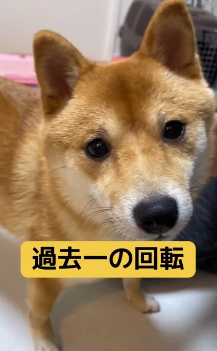 柴犬はなちゃん