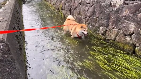 ゆっくり歩くわらびちゃん