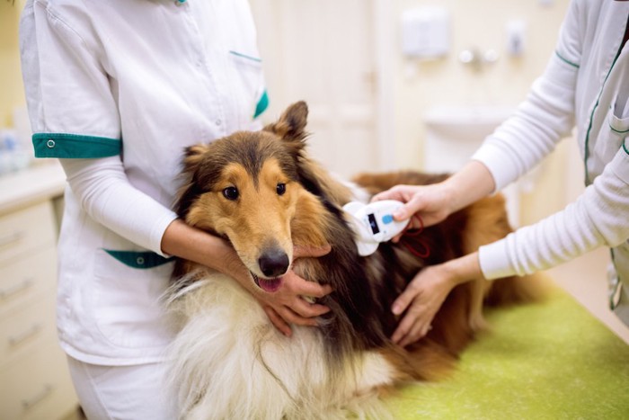 マイクロチップを確認されている犬