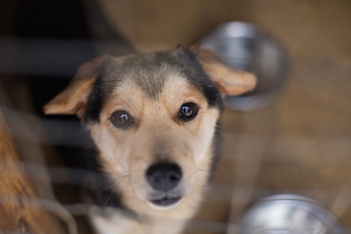 シェルターのケージの中の犬