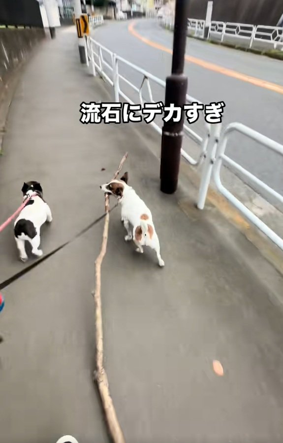 木の枝を咥えて歩くバディくん2