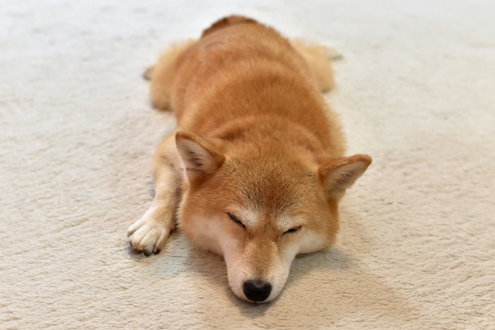 カーペットの上に寝そべる柴犬