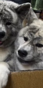 隣の犬のテンションについていけない表情の秋田犬