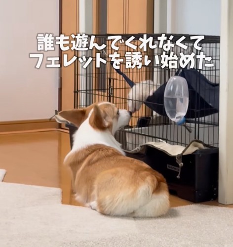 フェレットを誘う犬