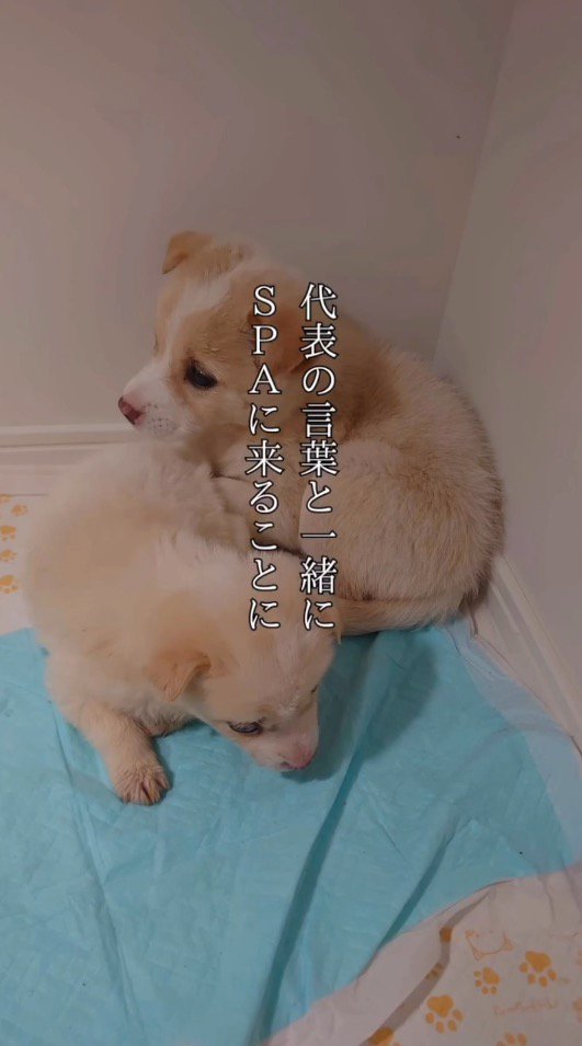 ペットシーツの上に乗る2頭の子犬