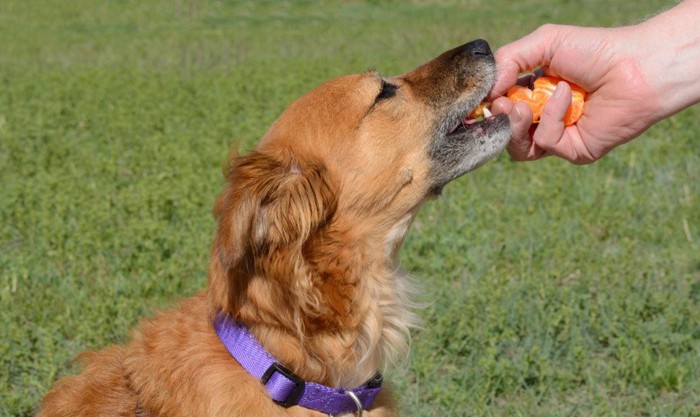 みかんを食べる犬