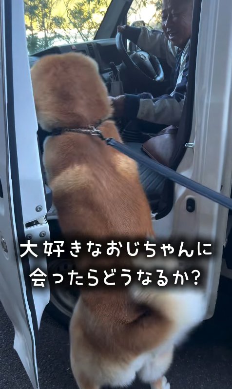 仲良しのおじさんに飛びつく秋田犬