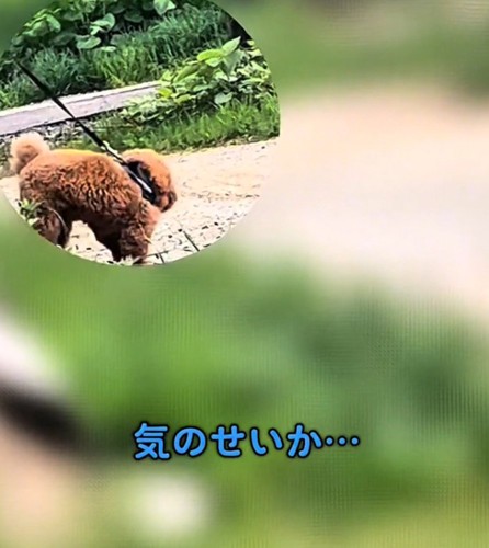 散歩を再開する犬